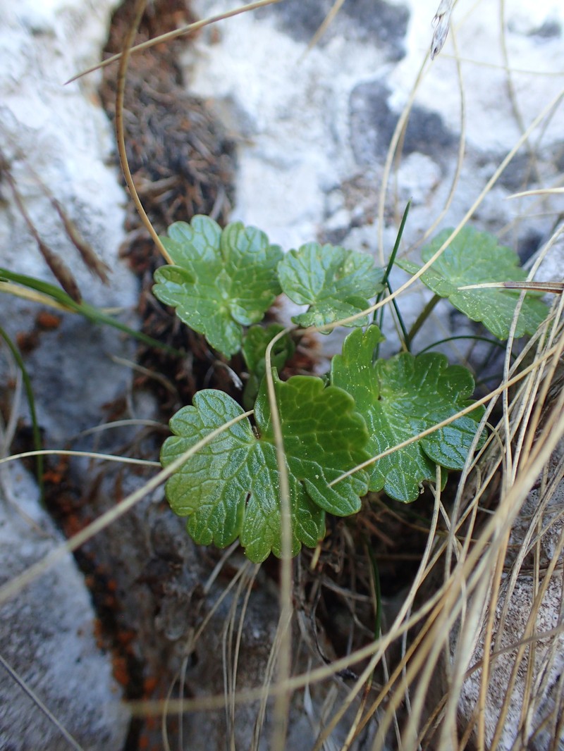Ranunculus alpestris subsp. alpestris photo 3