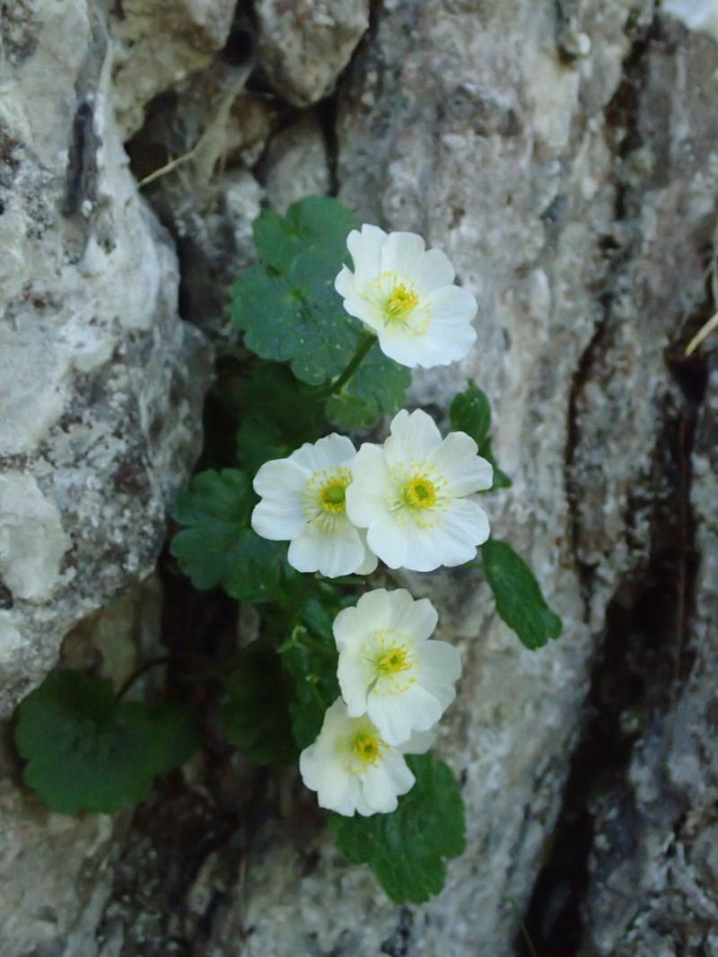Ranunculus alpestris subsp. alpestris photo 4