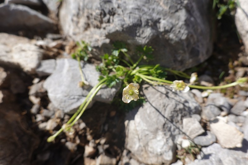 Ranunculus alpestris subsp. leroyi