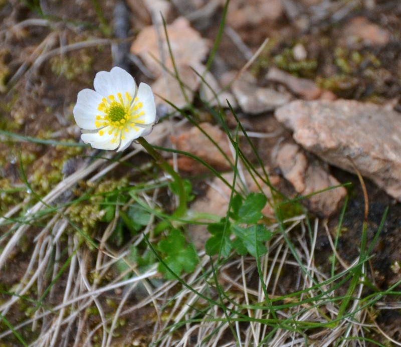 Ranunculus alpestris subsp. leroyi photo 2