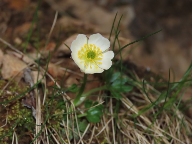 Ranunculus alpestris subsp. leroyi photo 3