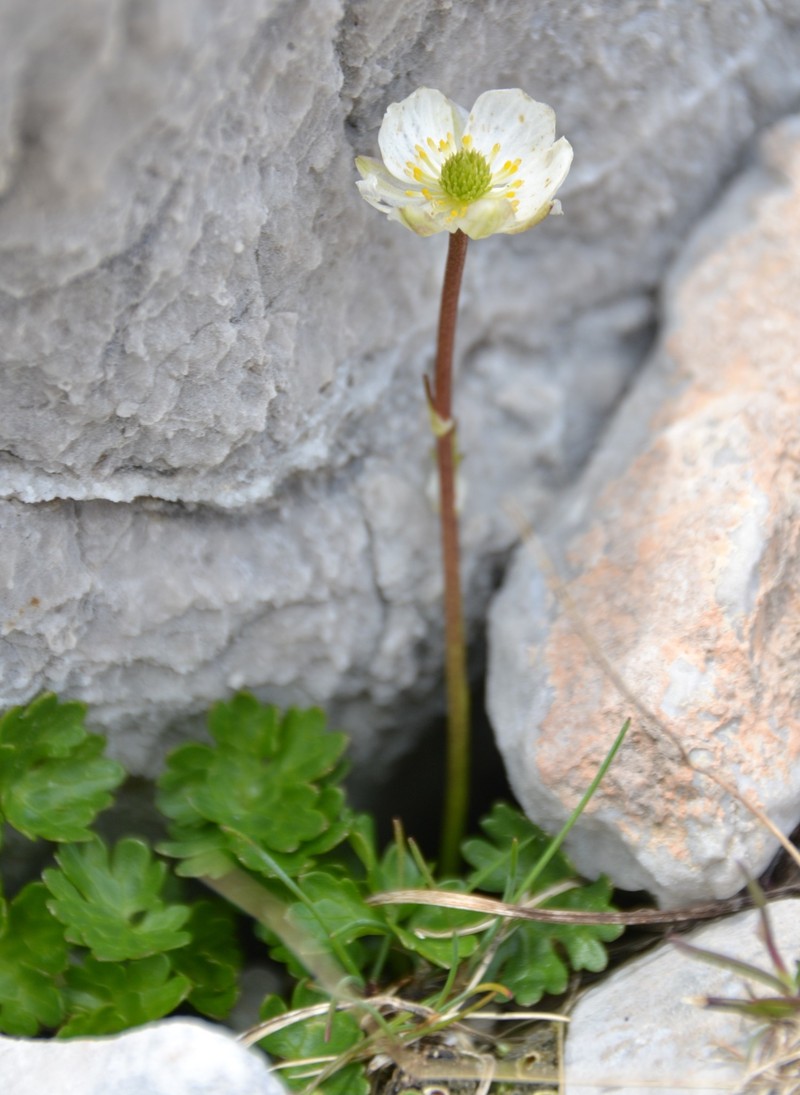 Ranunculus alpestris subsp. leroyi photo 4