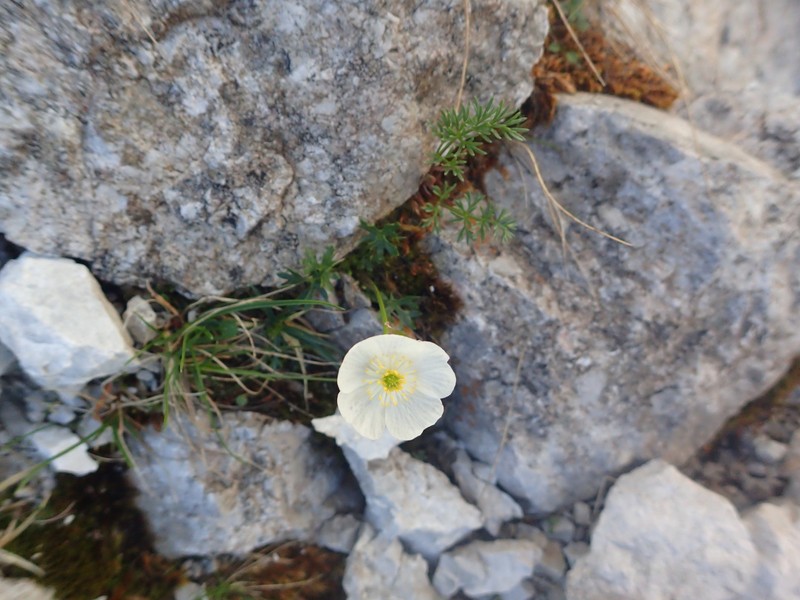 Ranunculus alpestris subsp. traunfellneri photo 2