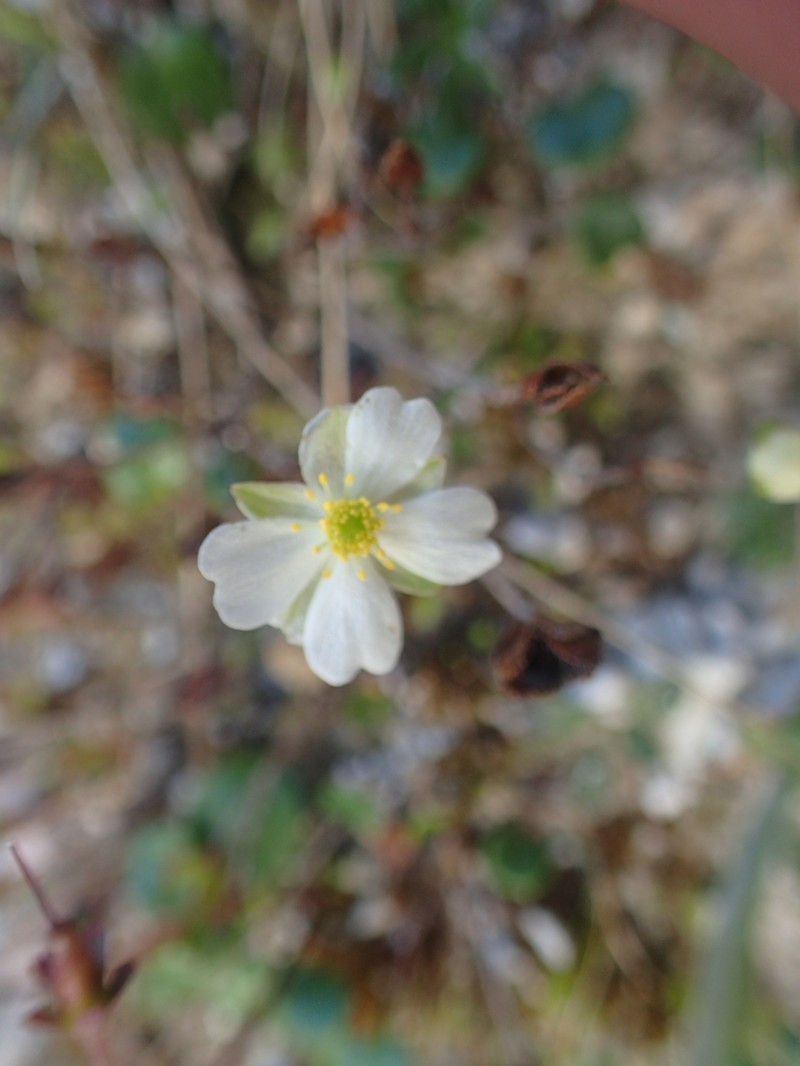 Ranunculus alpestris subsp. traunfellneri photo 3