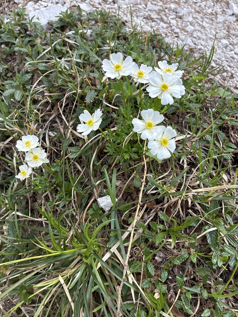 Ranunculus alpestris subsp. traunfellneri photo 4