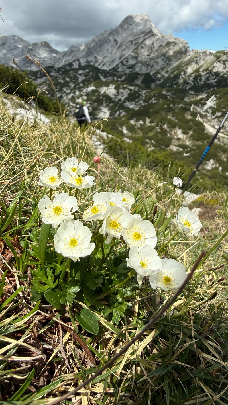 Ranunculus alpestris subsp. traunfellneri photo 5