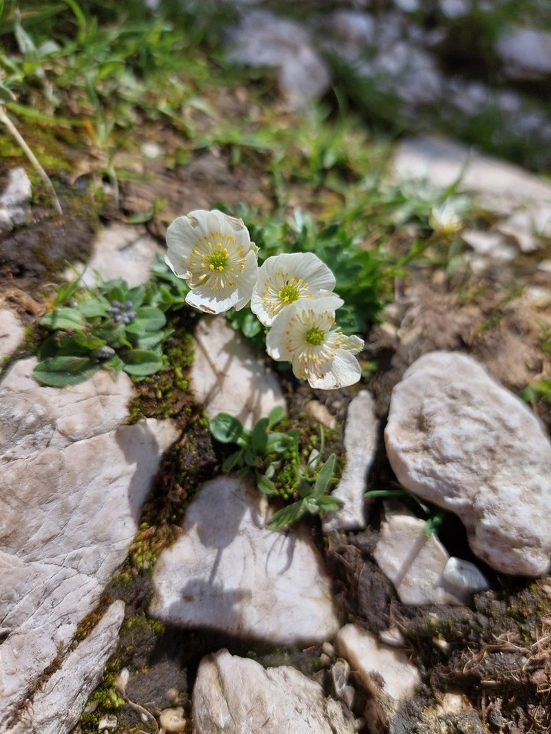 Ranunculus alpestris subsp. traunfellneri