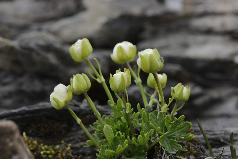 Ranunculus alpestris subsp. traunfellneri photo 6