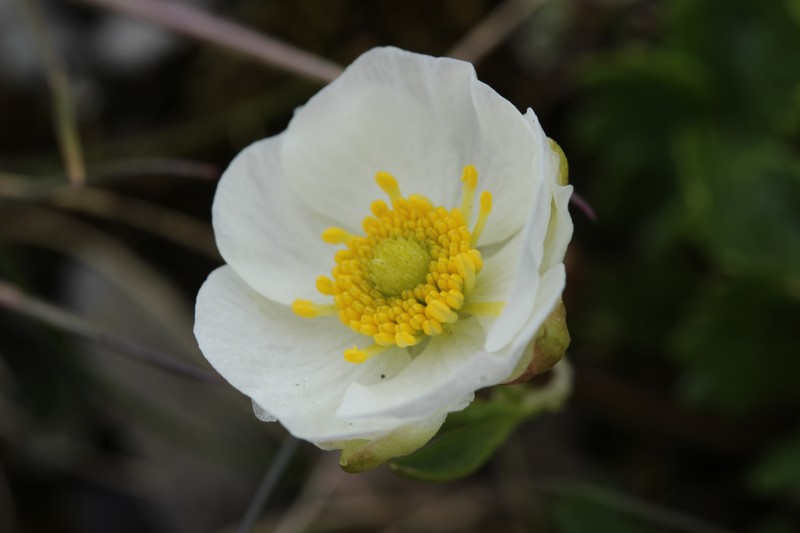 Ranunculus alpestris subsp. traunfellneri photo 7