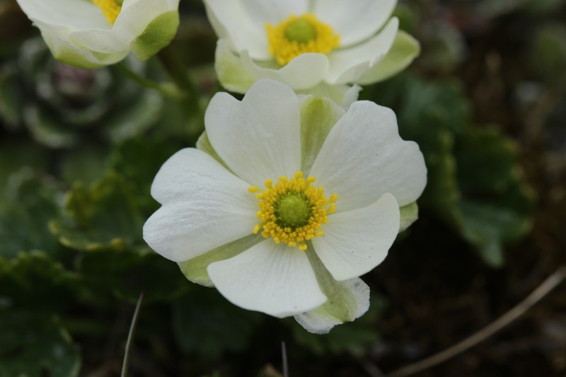 Ranunculus alpestris subsp. traunfellneri photo 8