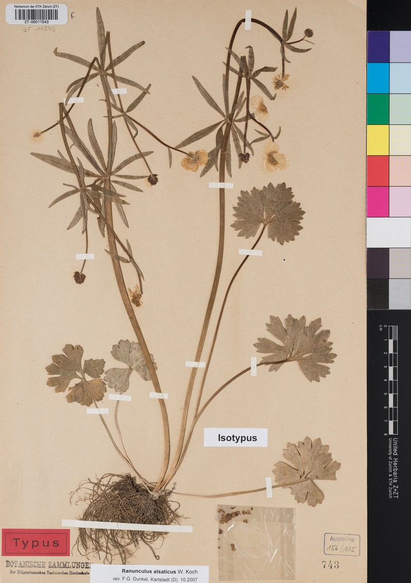 Ranunculus alsaticus