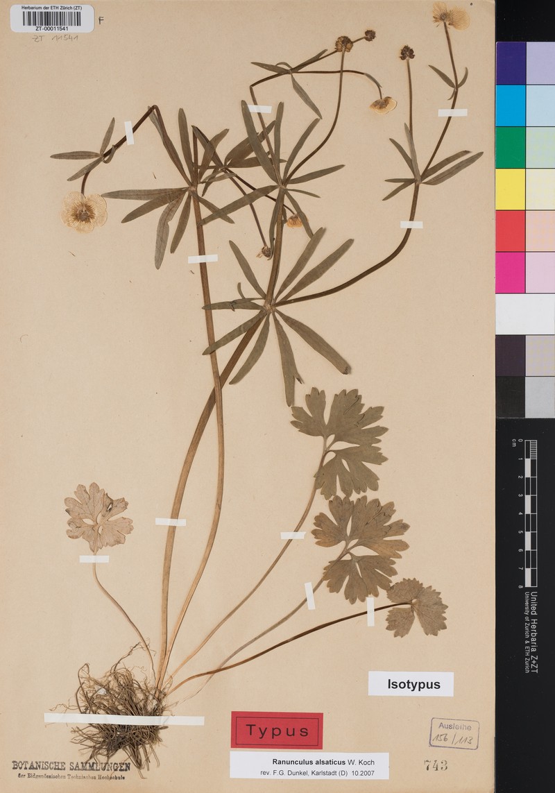 Ranunculus alsaticus photo 2