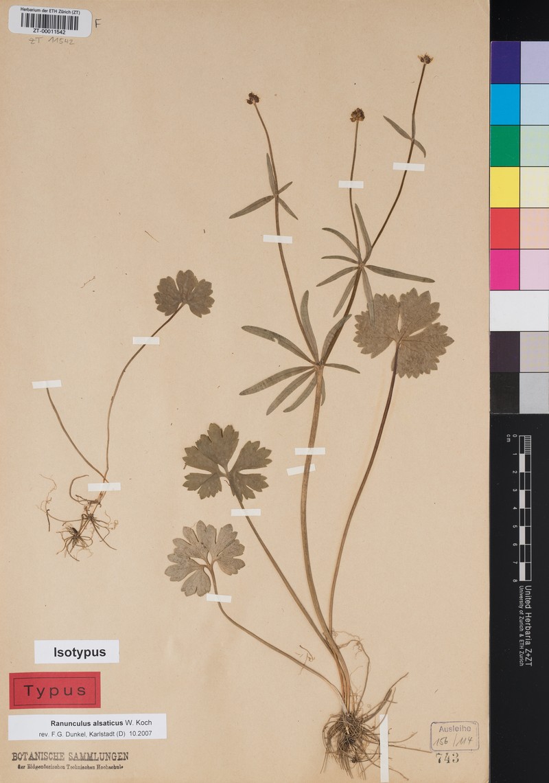 Ranunculus alsaticus photo 3