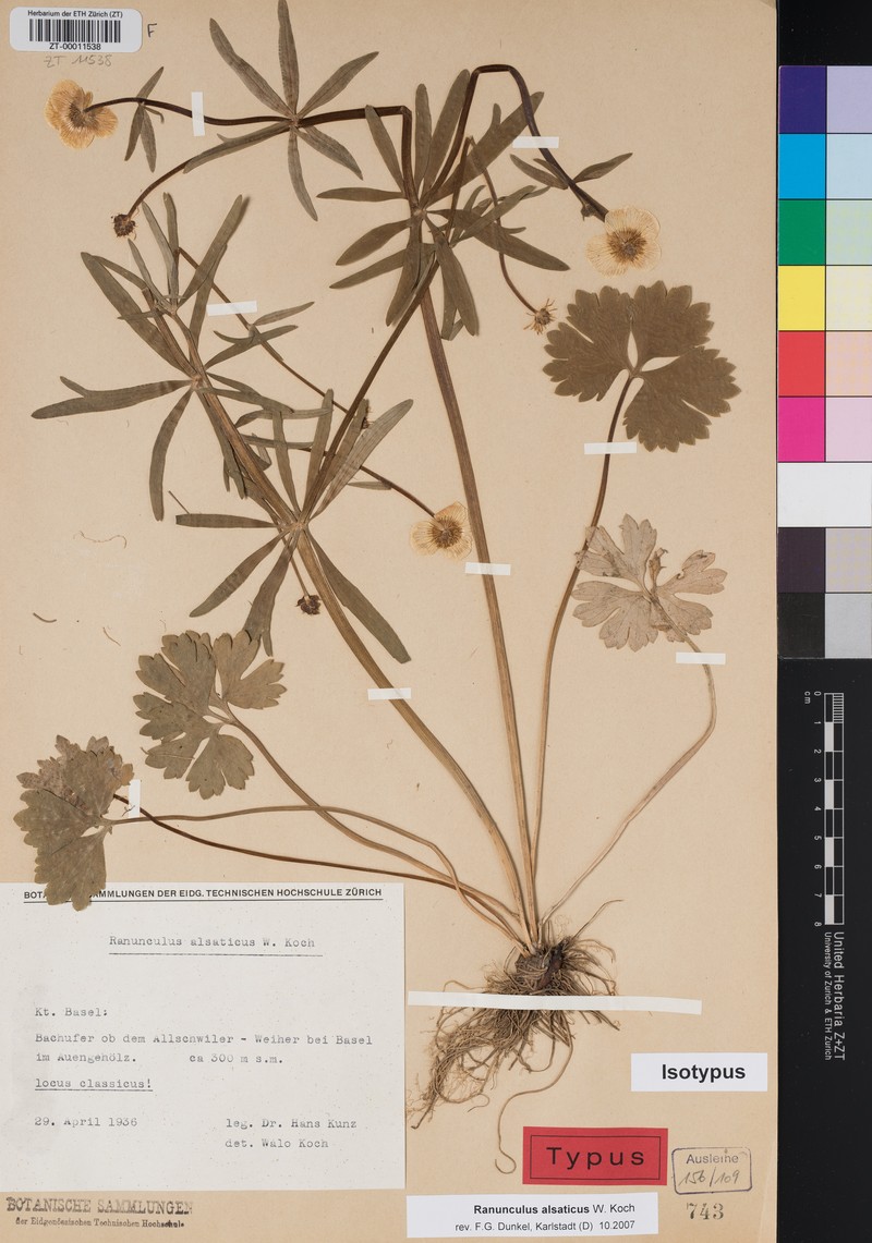 Ranunculus alsaticus photo 4