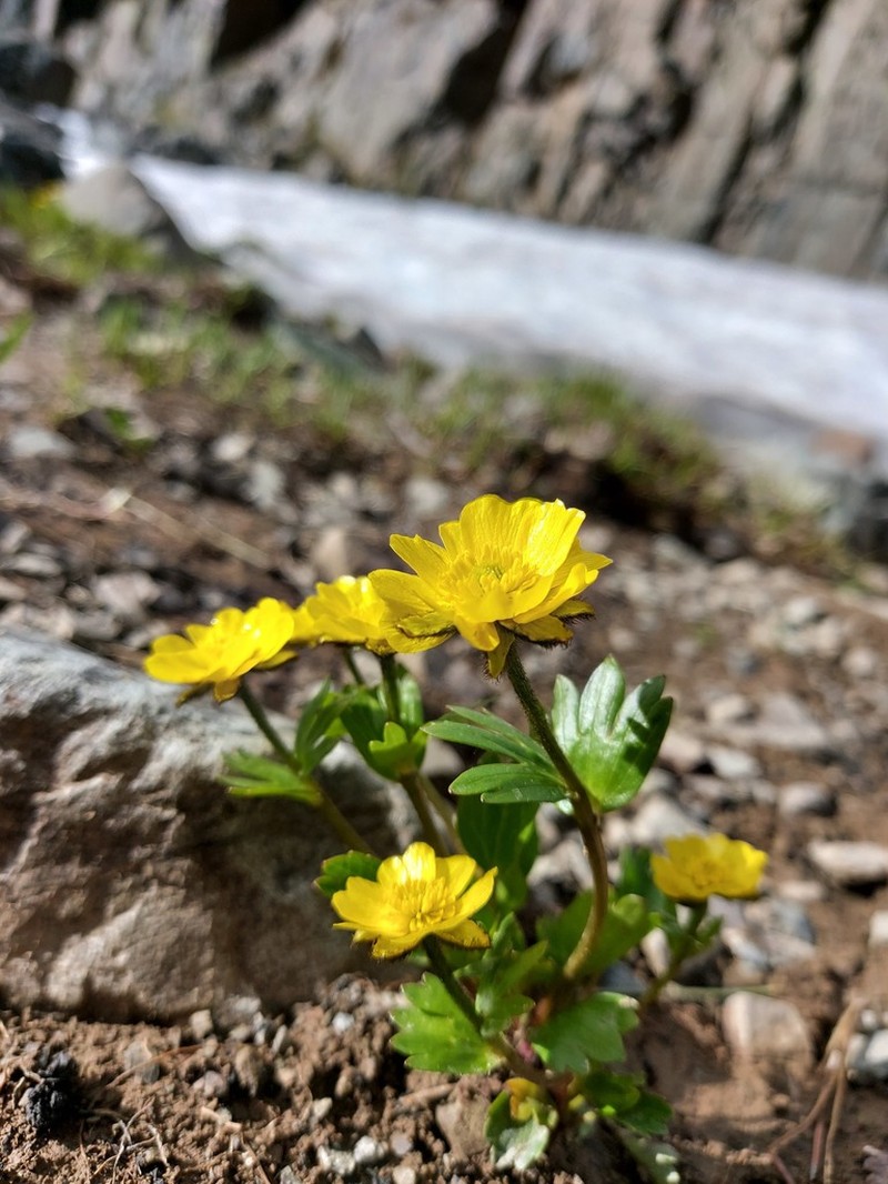 Ranunculus altaicus