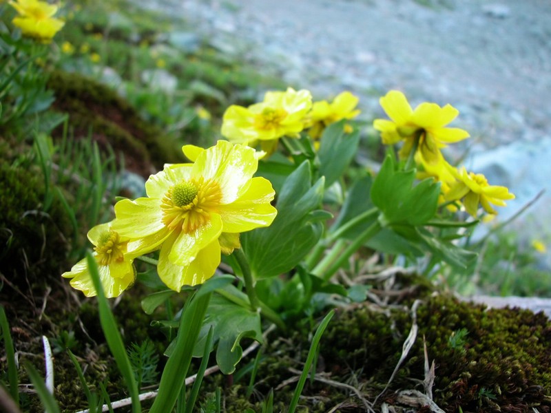 Ranunculus altaicus photo 2