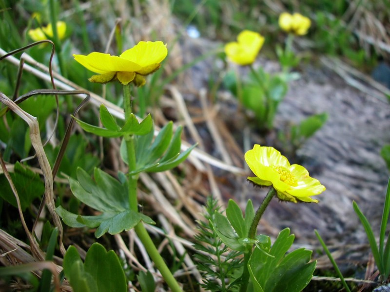 Ranunculus altaicus photo 3