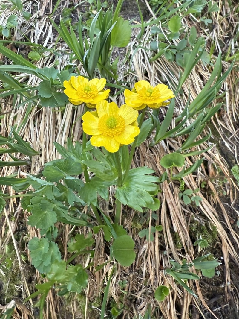 Ranunculus altaicus photo 4