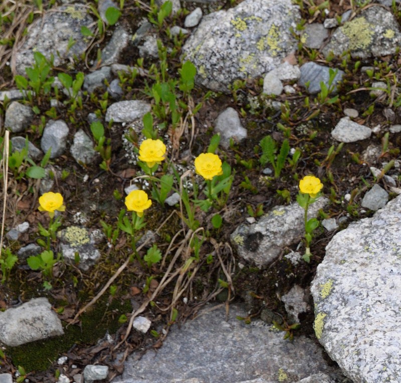 Ranunculus altaicus photo 5
