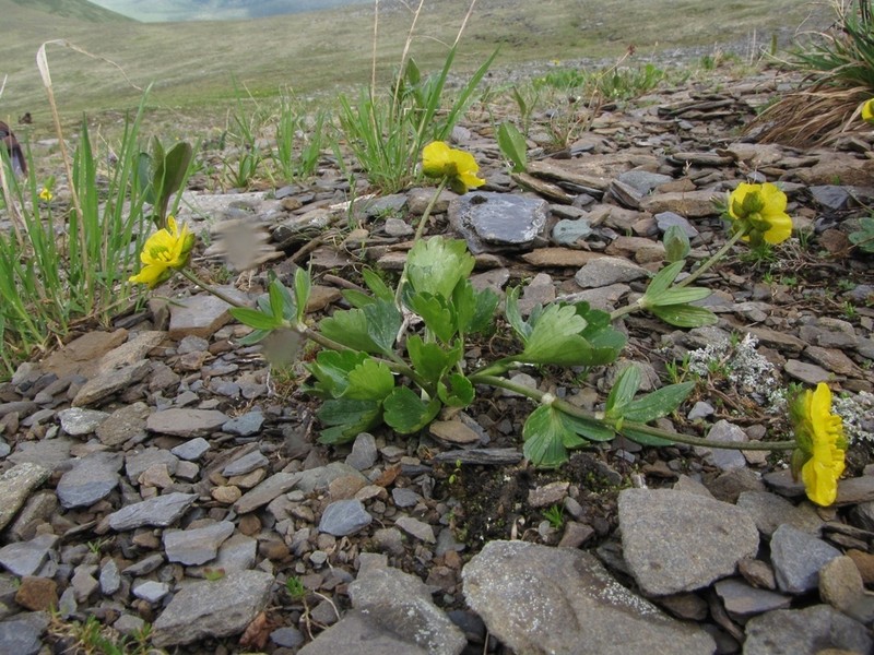 Ranunculus altaicus photo 6