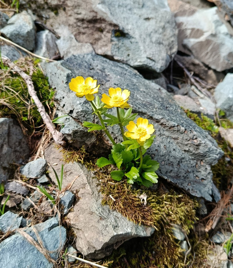 Ranunculus altaicus photo 7