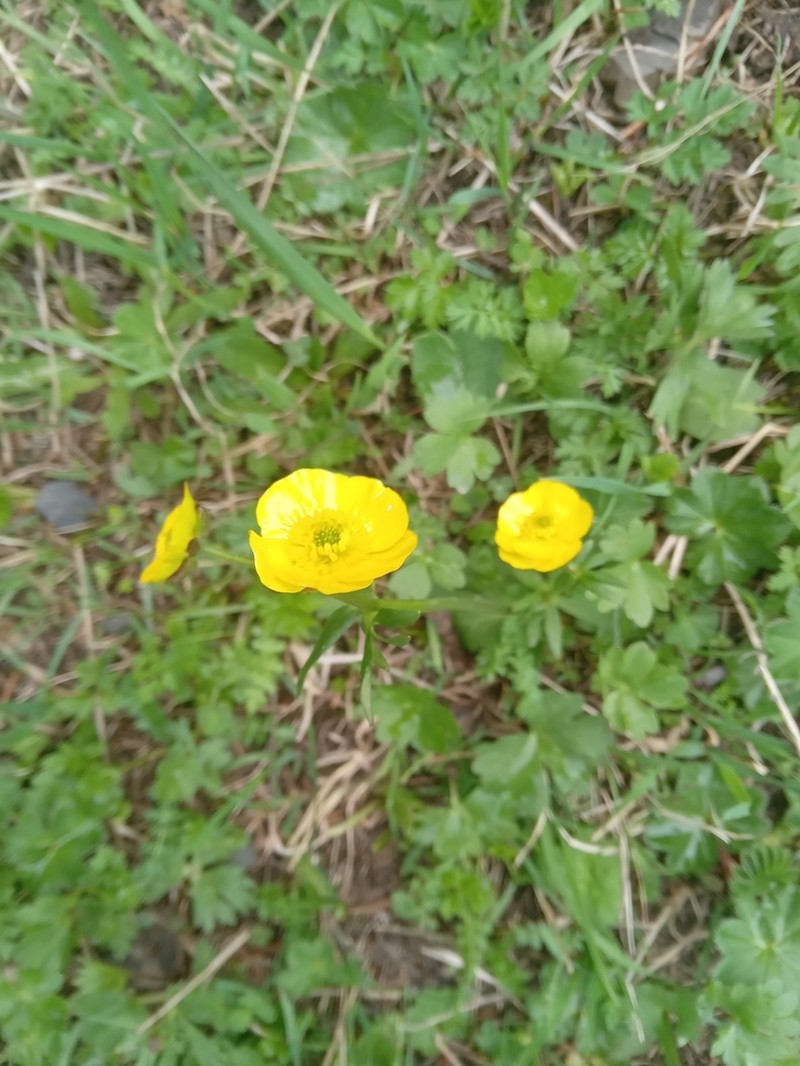 Ranunculus altaicus photo 8