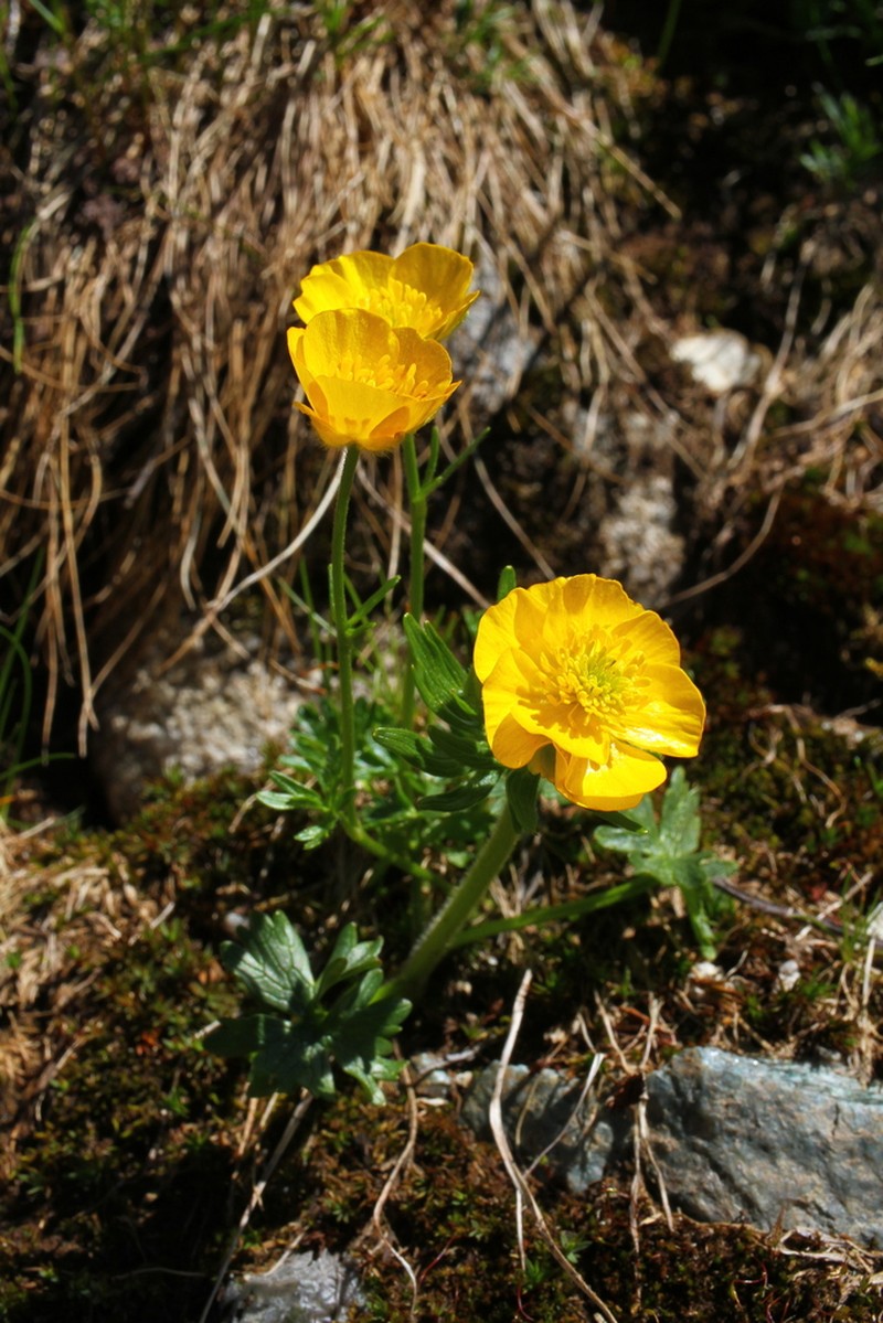 Ranunculus altitatrensis photo 2