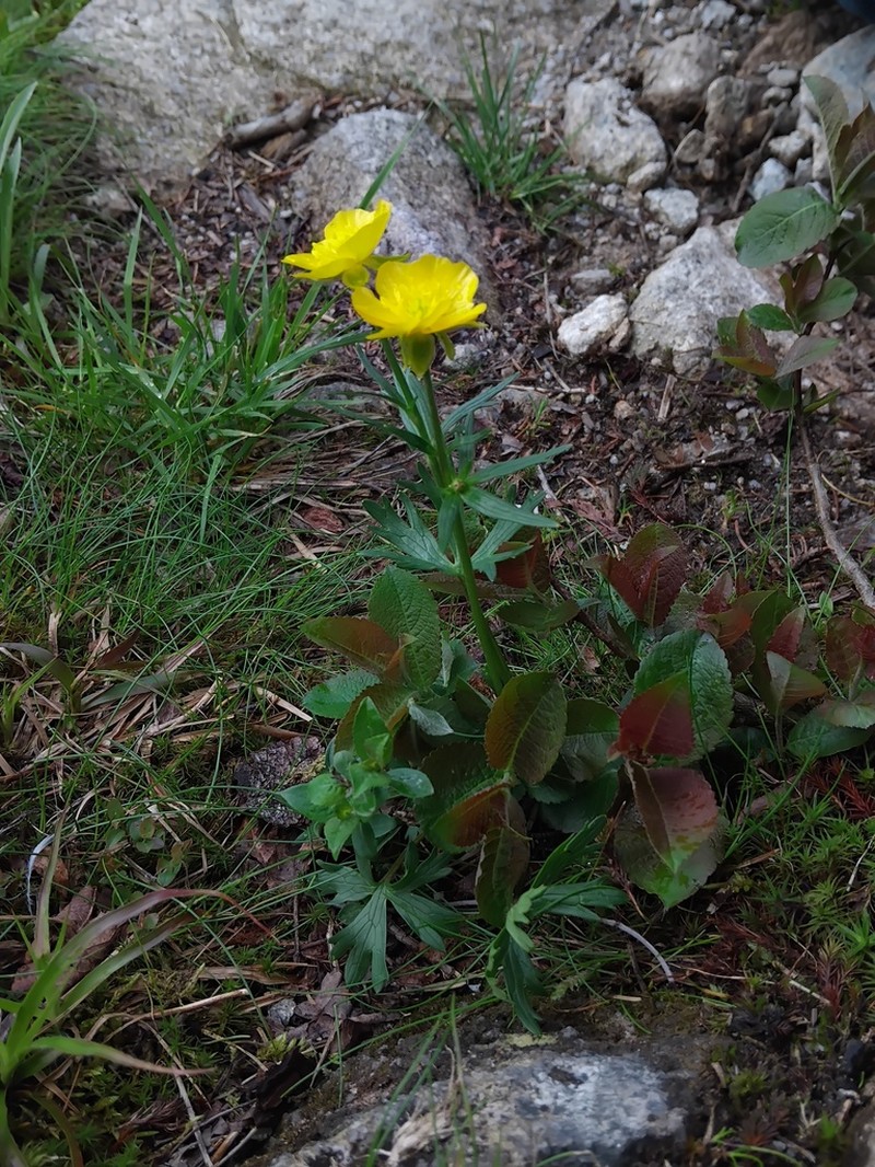 Ranunculus altitatrensis photo 3