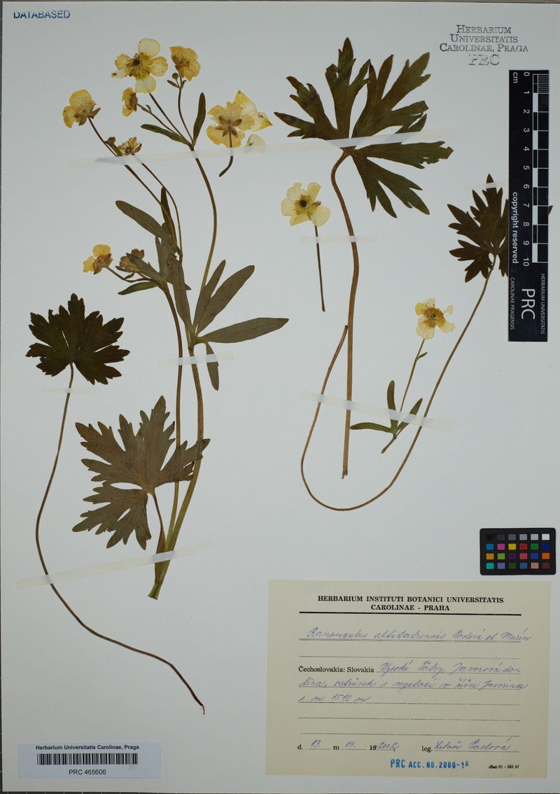 Ranunculus altitatrensis photo 4