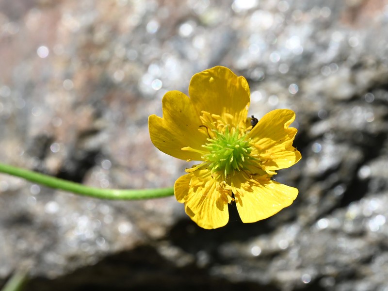 Ranunculus altitatrensis