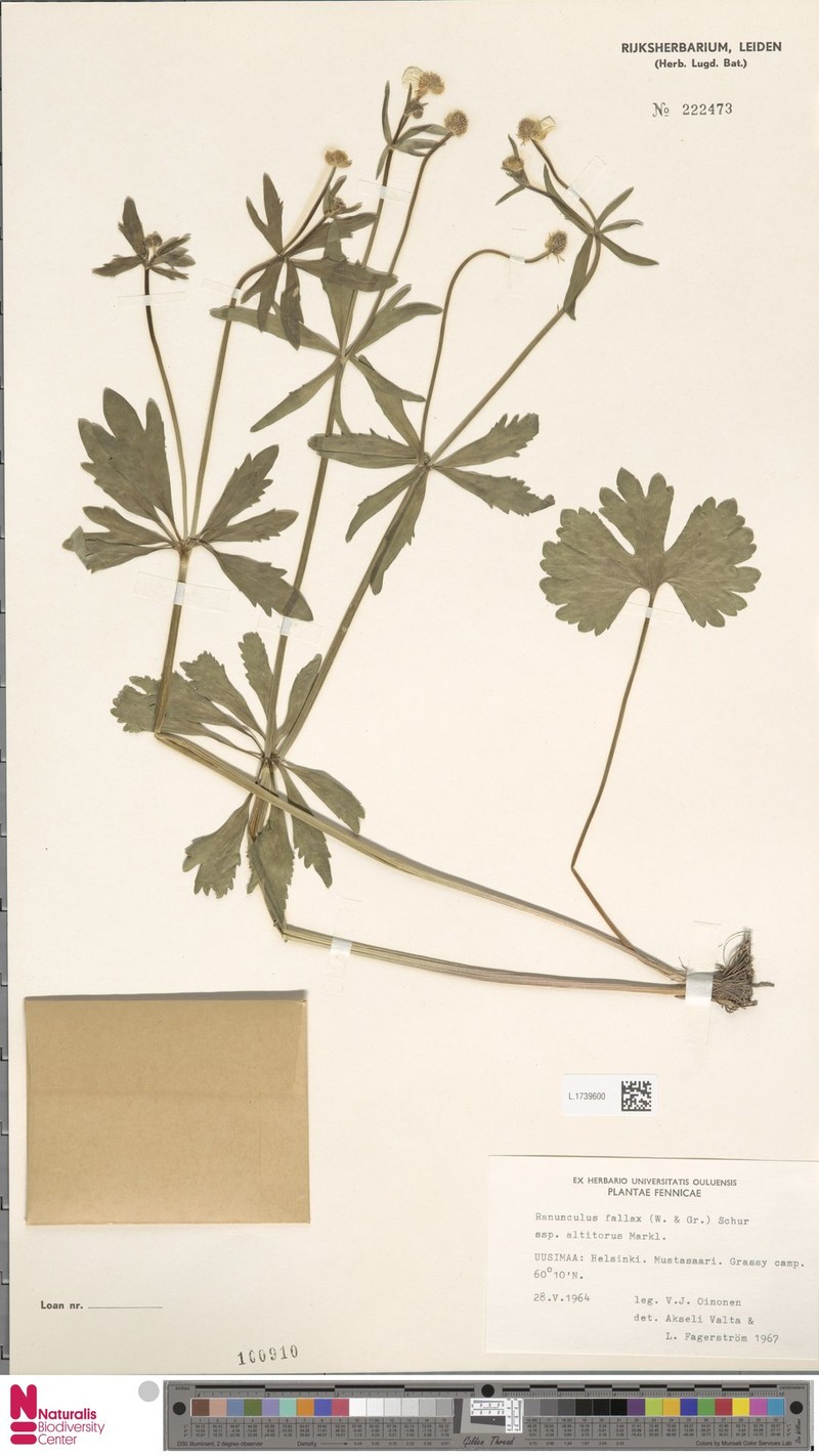 Ranunculus altitorus