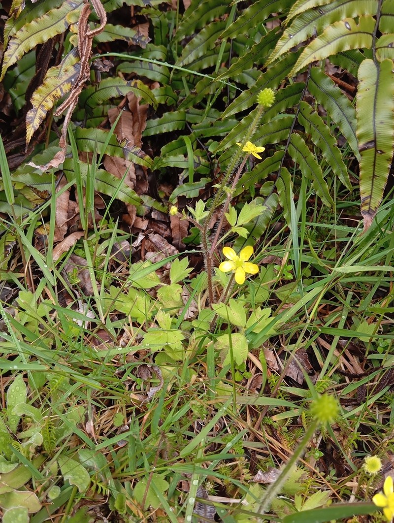 Ranunculus altus