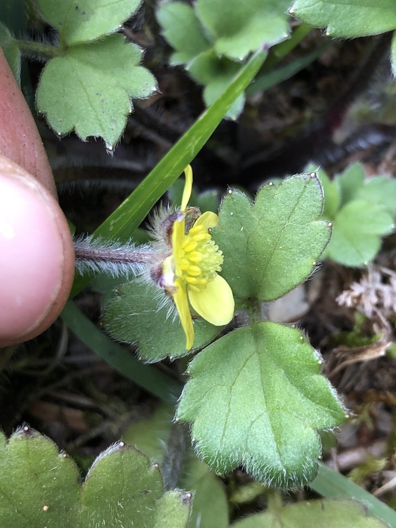 Ranunculus altus photo 2