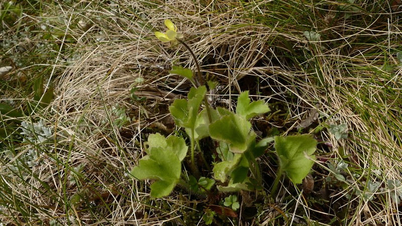 Ranunculus altus photo 4