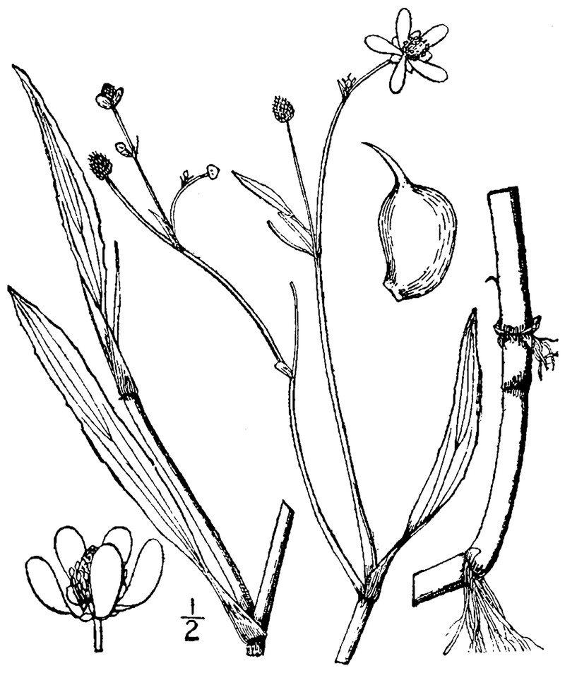 Waterplantain Spearwort