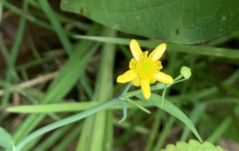 Waterplantain Spearwort photo 3