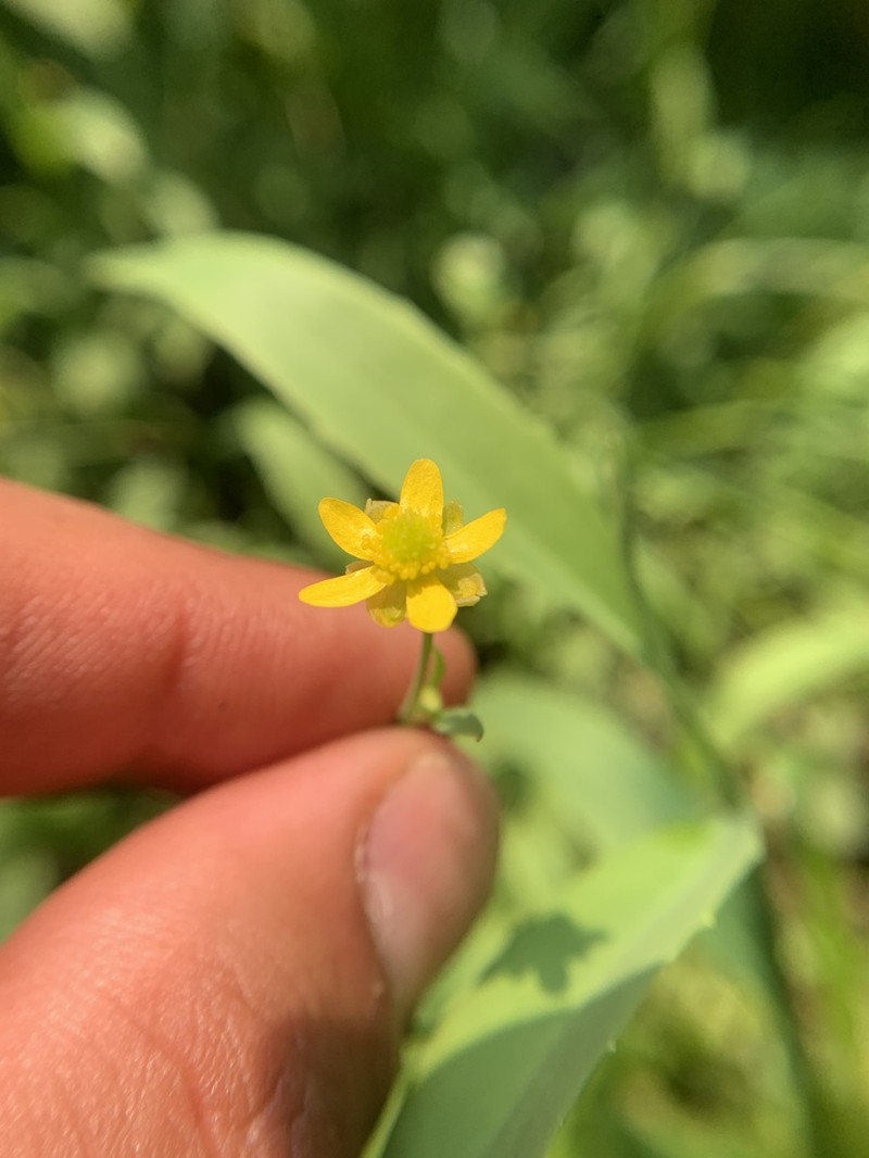 Waterplantain Spearwort photo 4
