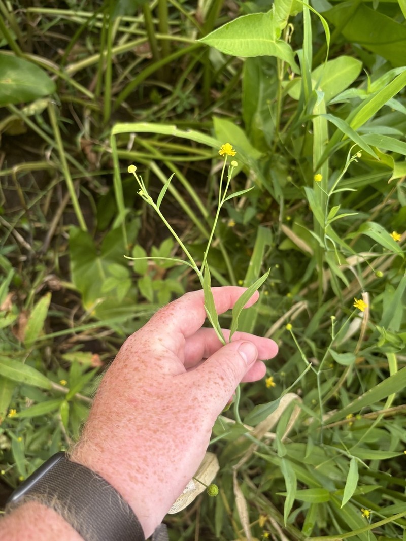 Waterplantain Spearwort photo 5