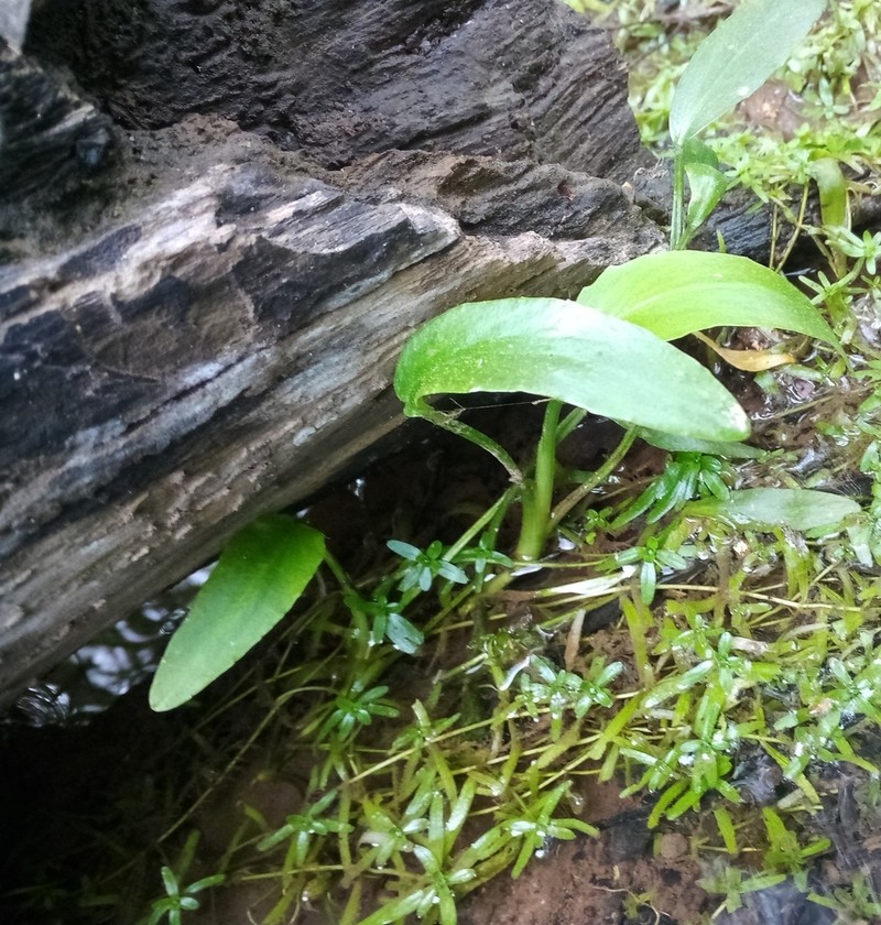 Waterplantain Spearwort photo 6