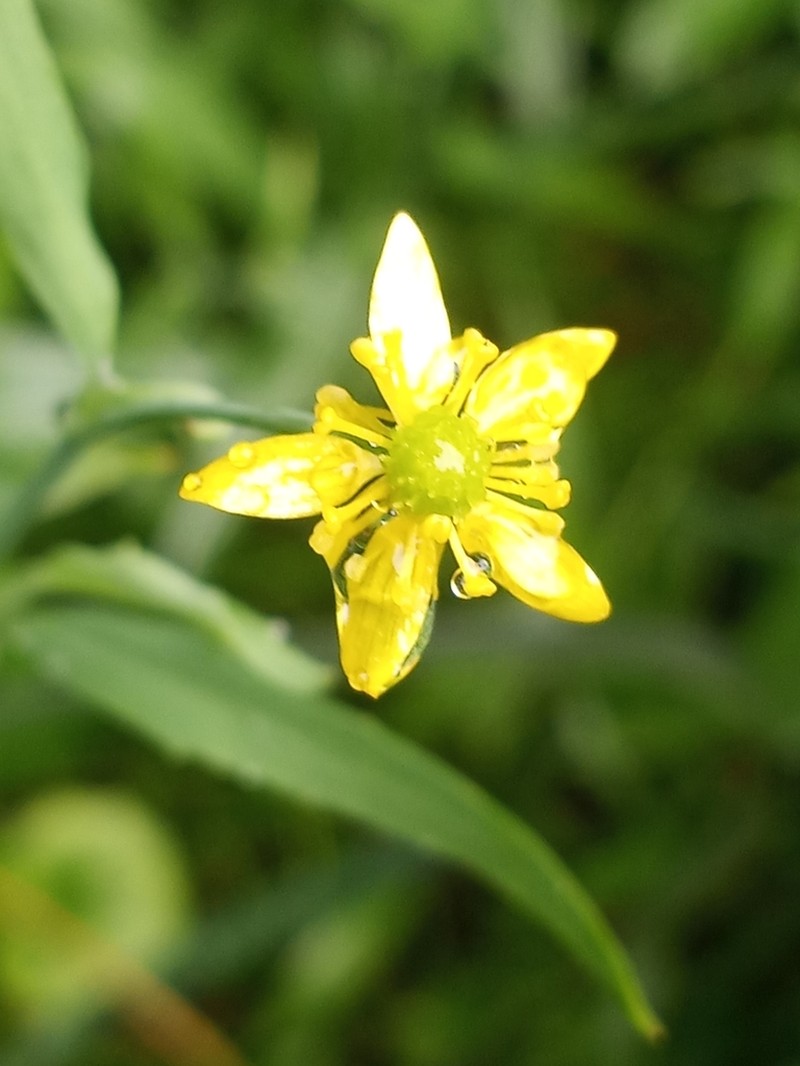 Waterplantain Spearwort photo 7