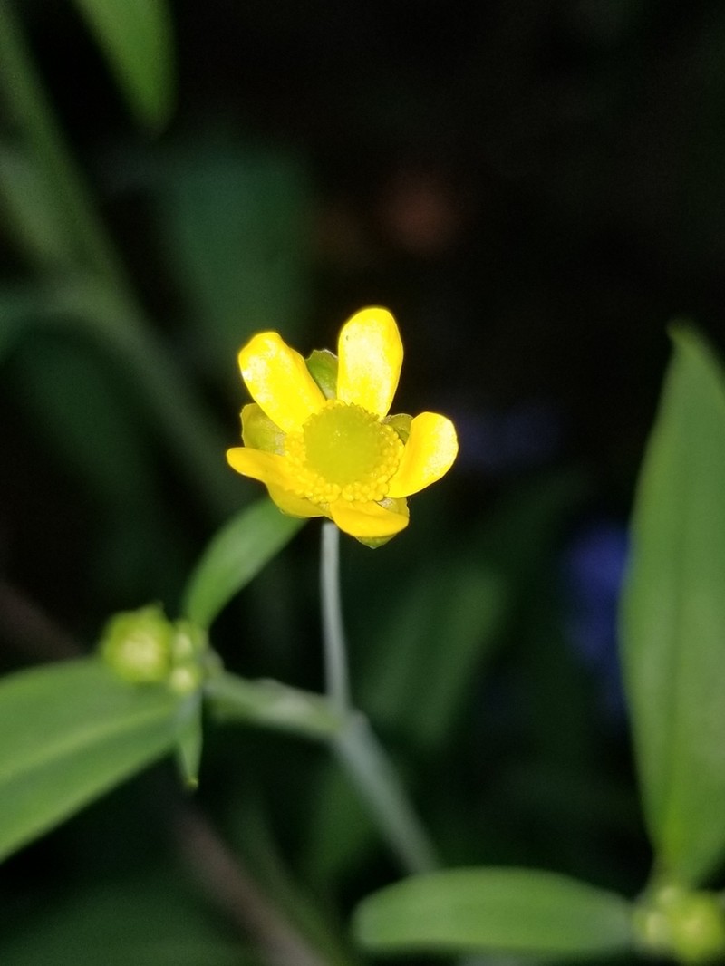 Waterplantain Spearwort photo 8