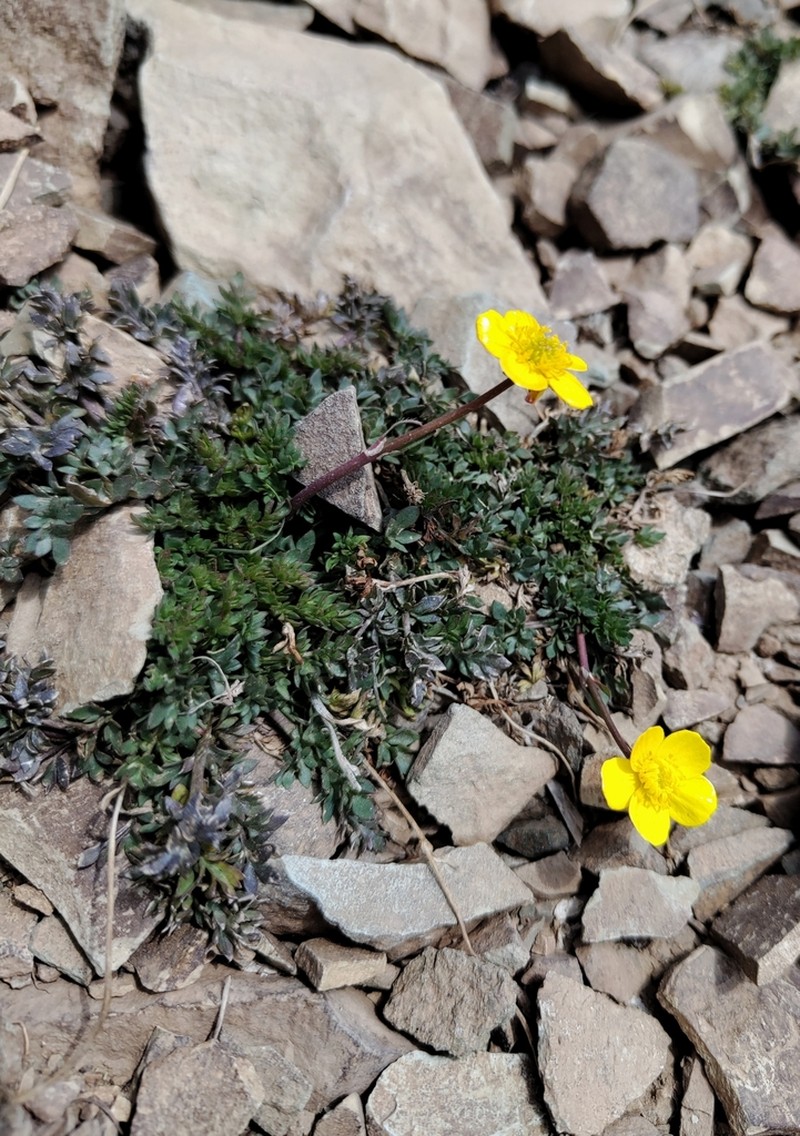 Ranunculus amblyolobus