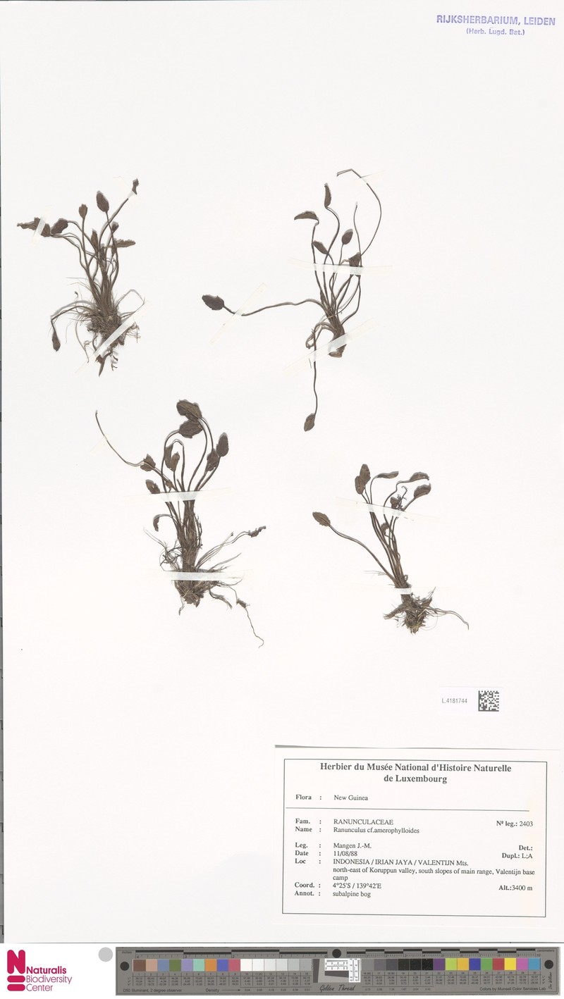 Ranunculus amerophylloides