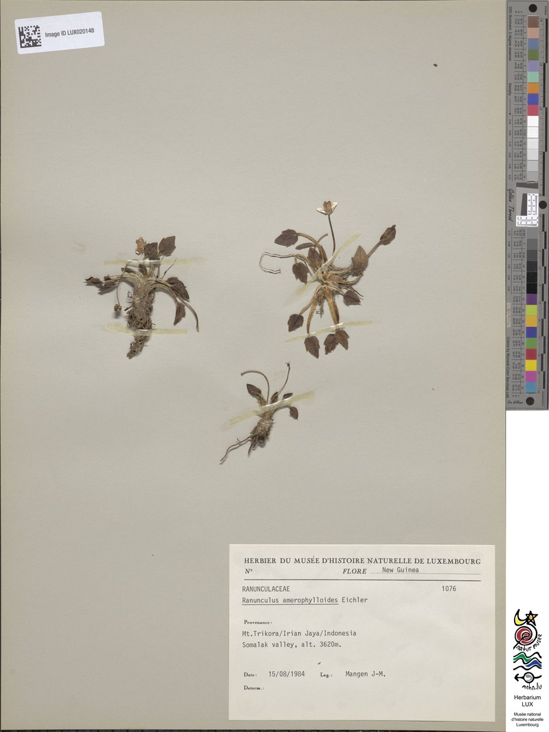 Ranunculus amerophylloides photo 2