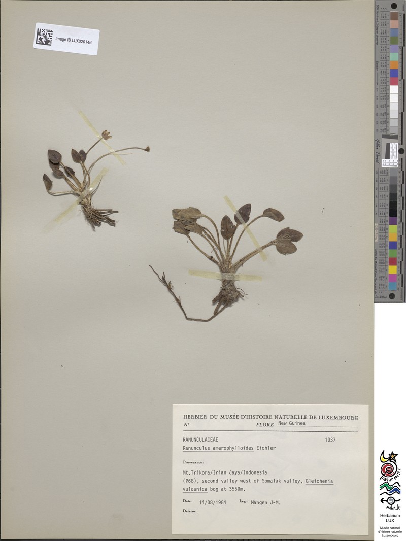 Ranunculus amerophylloides photo 3