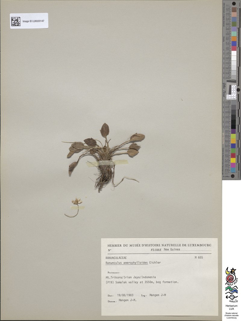Ranunculus amerophylloides photo 4