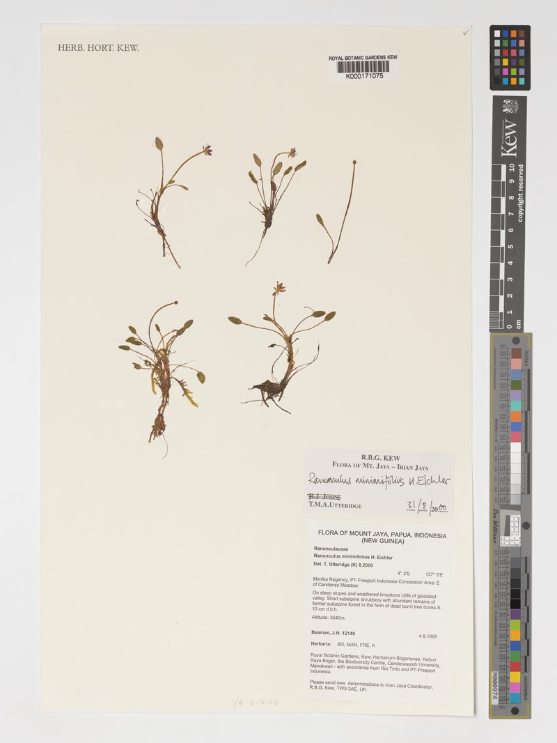 Ranunculus amerophyllus