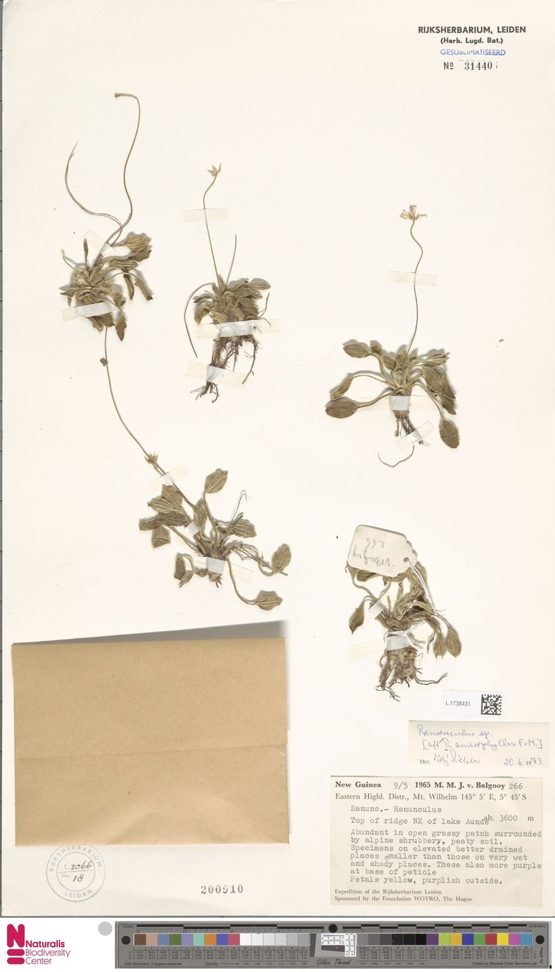 Ranunculus amerophyllus photo 2