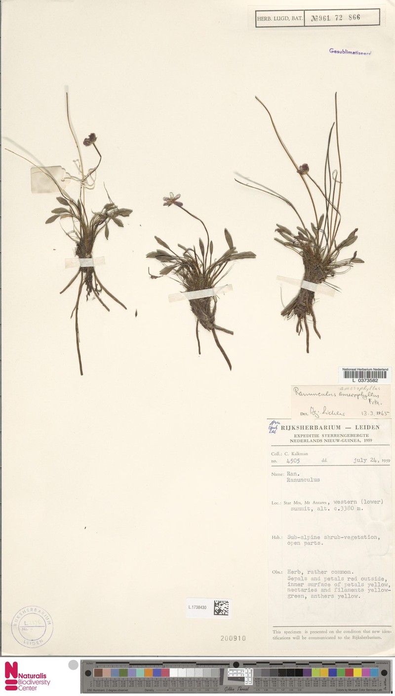 Ranunculus amerophyllus photo 3