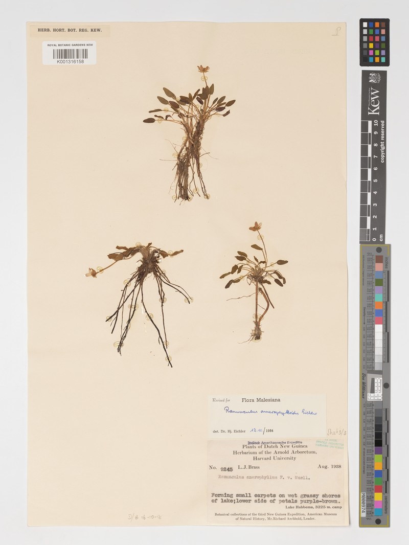 Ranunculus amerophyllus photo 4
